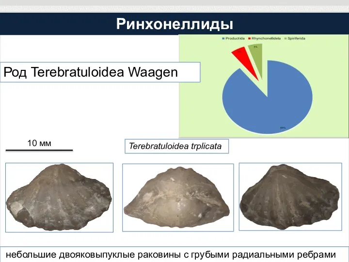 Ринхонеллиды небольшие двояковыпуклые раковины с грубыми радиальными ребрами Terebratuloidea trplicata 10 мм Род Terebratuloidea Waagen