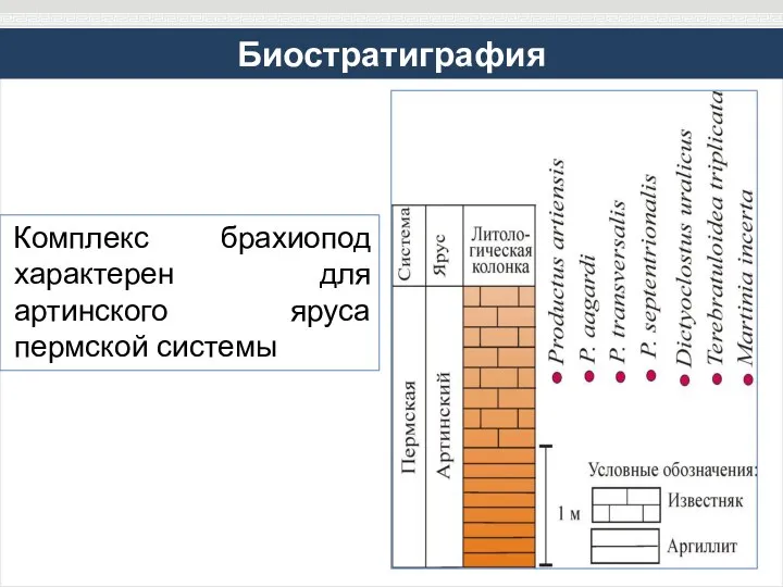 Комплекс брахиопод характерен для артинского яруса пермской системы Биостратиграфия