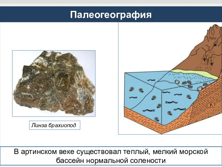 Палеогеография В артинском веке существовал теплый, мелкий морской бассейн нормальной солености Линза брахиопод