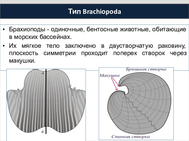 Брахиоподы - одиночные, бентосные животные, обитающие в морских бассейнах. Их мягкое тело