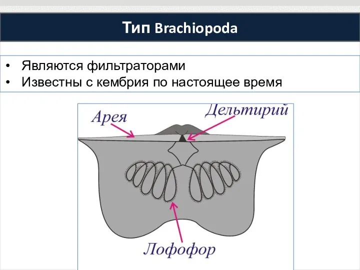 Тип Brachiopoda Являются фильтраторами Известны с кембрия по настоящее время