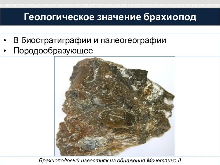 Геологическое значение брахиопод В биостратиграфии и палеогеографии Породообразующее Брахиоподовый известняк из обнажения Мечетлино II