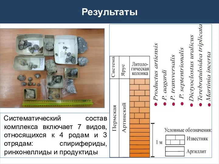 Систематический состав комплекса включает 7 видов, относящихся к 4 родам и 3