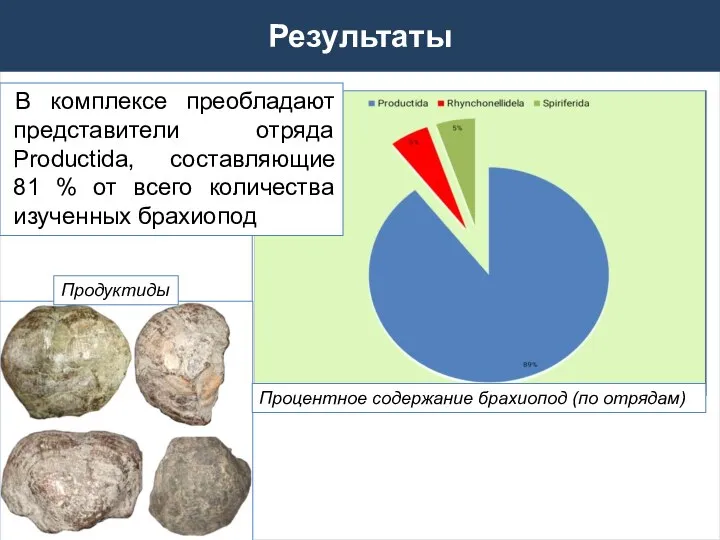 В комплексе преобладают представители отряда Productida, составляющие 81 % от всего количества