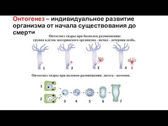 Онтогенез – индивидуальное развитие организма от начала существования до смерти.