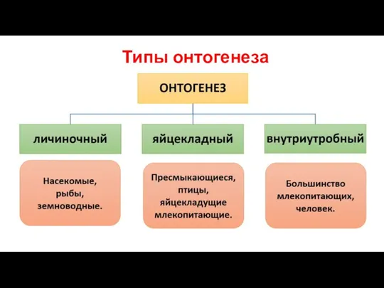 Типы онтогенеза