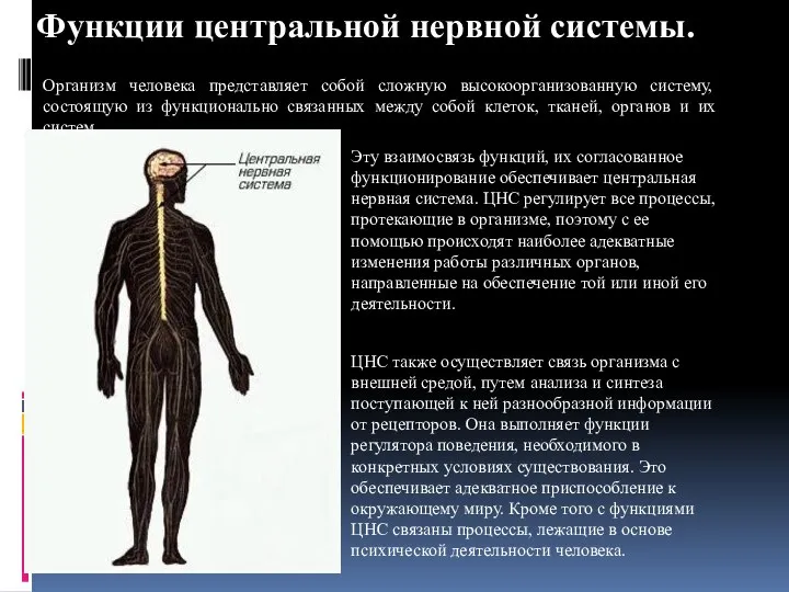 Эту взаимосвязь функций, их согласованное функционирование обеспечивает центральная нервная система. ЦНС регулирует