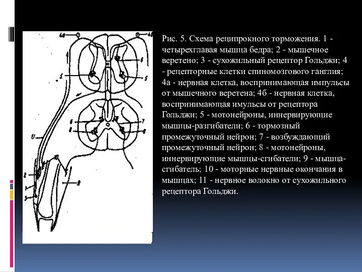 Рис. 5. Схема реципрокного торможения. 1 - четырехглавая мышца бедра; 2 -