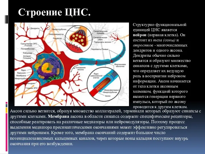 Строение ЦНС. Структурно-функциональной единицей ЦНС является нейрон (нервная клетка). Он состоит из