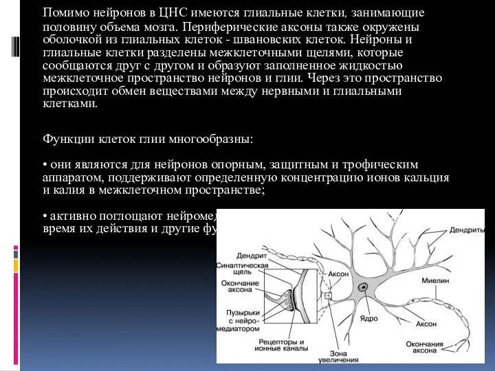 Помимо нейронов в ЦНС имеются глиальные клетки, занимающие половину объема мозга. Периферические