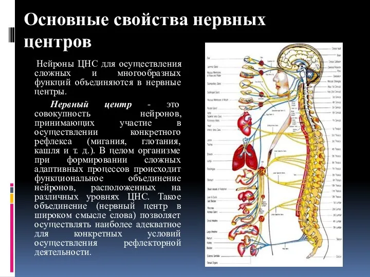 Основные свойства нервных центров Нейроны ЦНС для осуществления сложных и многообразных функций