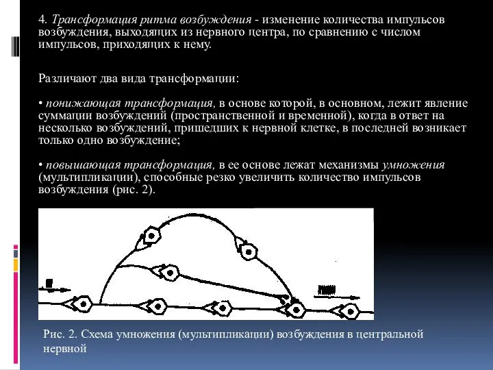 4. Трансформация ритма возбуждения - изменение количества импульсов возбуждения, выходящих из нервного