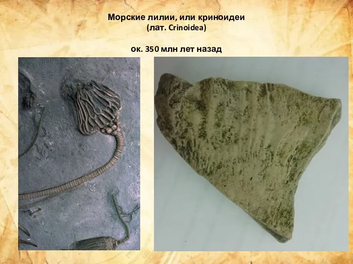 Морские лилии, или криноидеи (лат. Crinoidea) ок. 350 млн лет назад