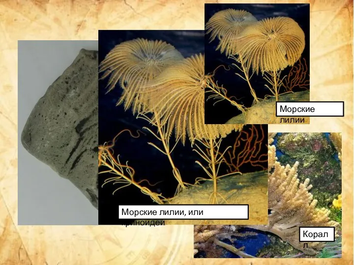 Морские лилии, или криноидеи Коралл