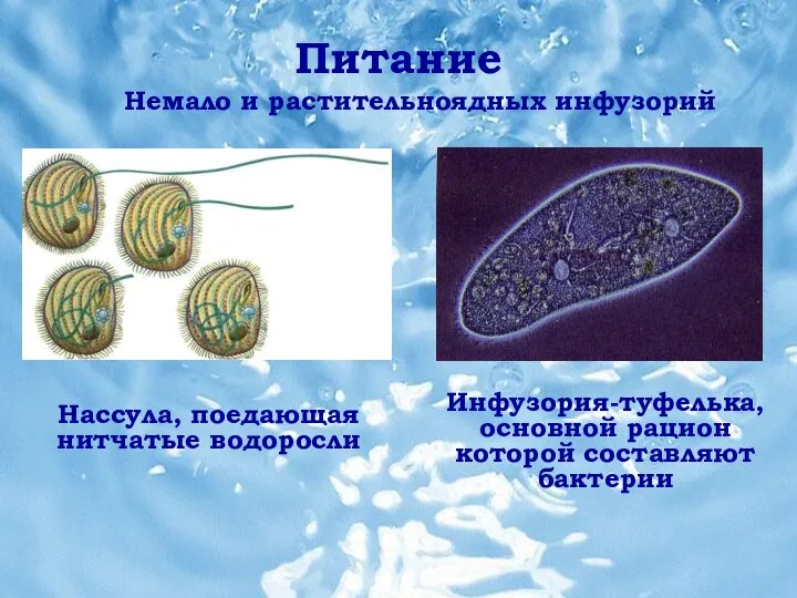 Питание Питание Инфузория-туфелька, основной рацион которой составляют бактерии Немало и растительноядных инфузорий Нассула, поедающая нитчатые водоросли