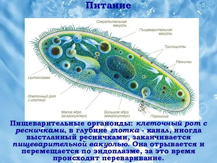 Питание Питание Пищеварительные органоиды: клеточный рот с ресничками, в глубине глотка -