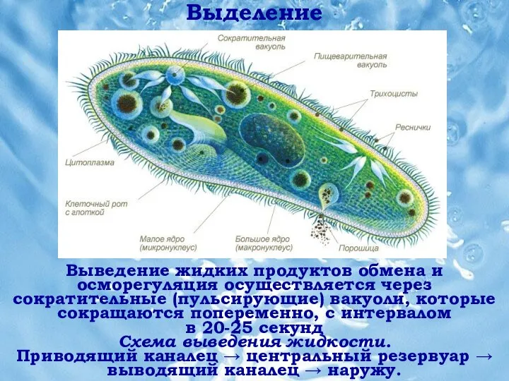 Выведение жидких продуктов обмена и осморегуляция осуществляется через сократительные (пульсирующие) вакуоли, которые