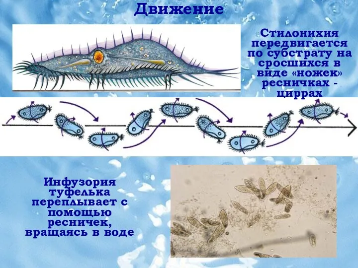 Движение Движение Стилонихия передвигается по субстрату на сросшихся в виде «ножек» ресничках