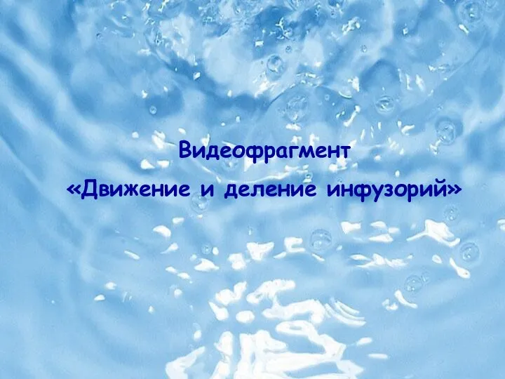 Видеофрагмент «Движение и деление инфузорий» Видеофрагмент «Движение и деление инфузорий»