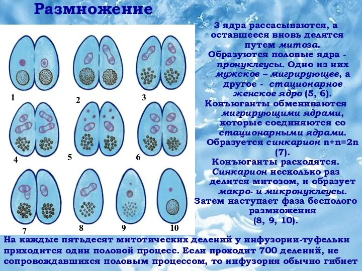 Размножение Размножение 2 1 3 4 5 6 7 10 8 9