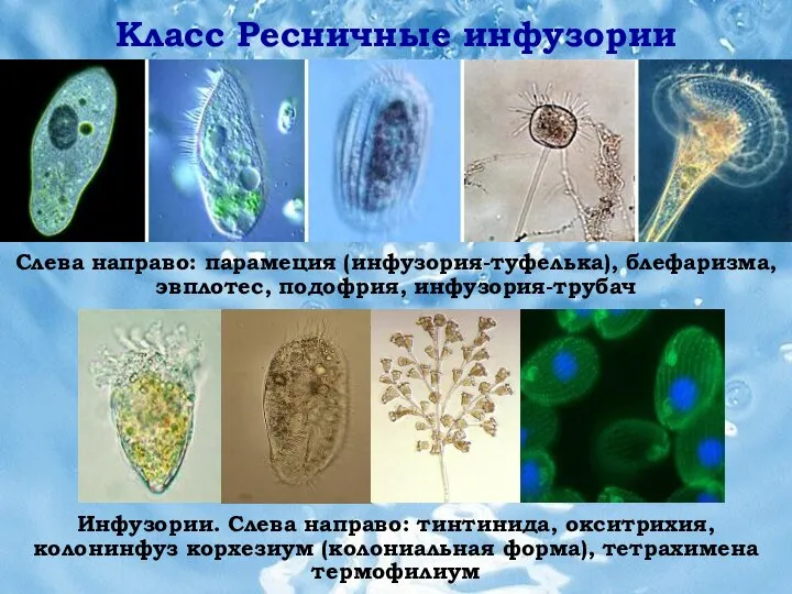 Слева направо: парамеция (инфузория-туфелька), блефаризма, эвплотес, подофрия, инфузория-трубач Инфузории. Слева направо: тинтинида,