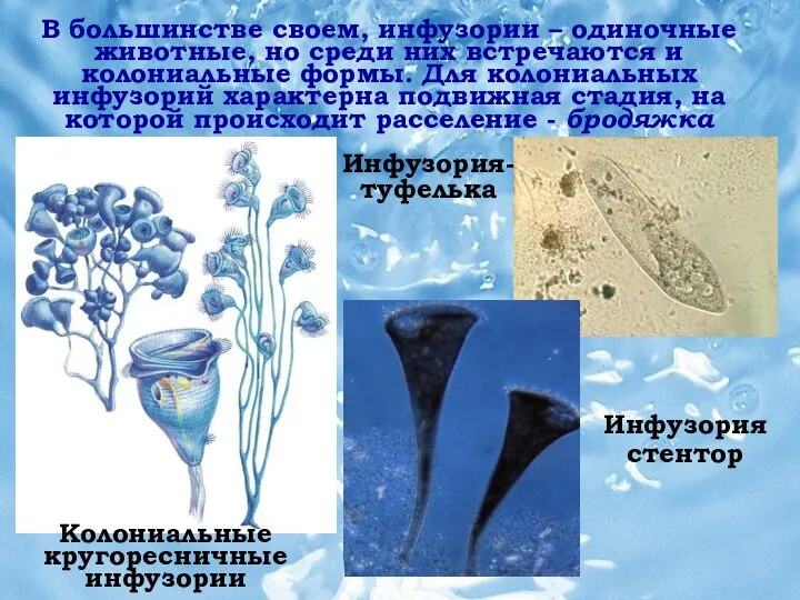 Инфузория-туфелька Инфузория стентор В большинстве своем, инфузории – одиночные животные, но среди