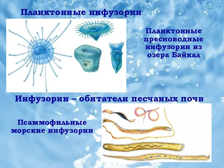 Планктонные инфузории Планктонные инфузории Планктонные пресноводные инфузории из озера Байкал Псаммофильные морские