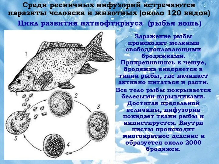 Среди ресничных инфузорий встречаются паразиты человека и животных (около 120 видов) Цикл