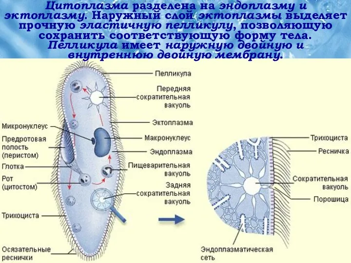 Цитоплазма разделена на эндоплазму и эктоплазму. Наружный слой эктоплазмы выделяет прочную эластичную