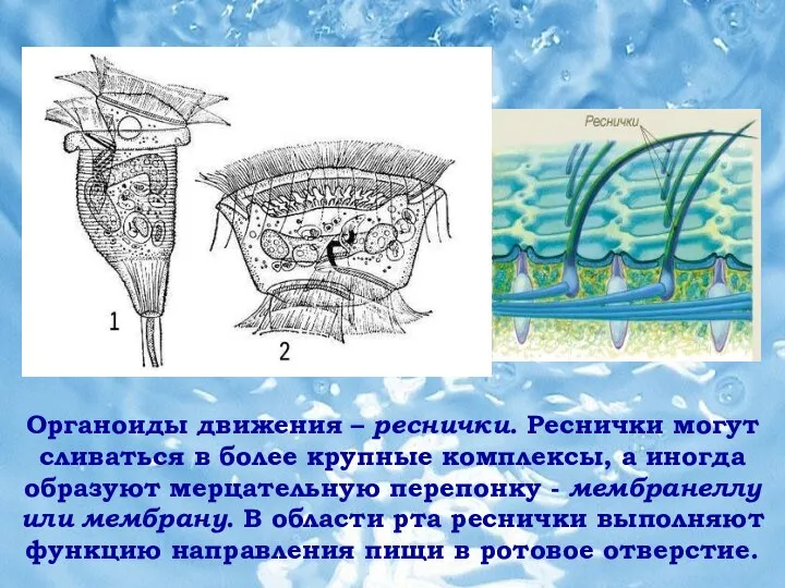 Органоиды движения – реснички. Реснички могут сливаться в более крупные комплексы, а