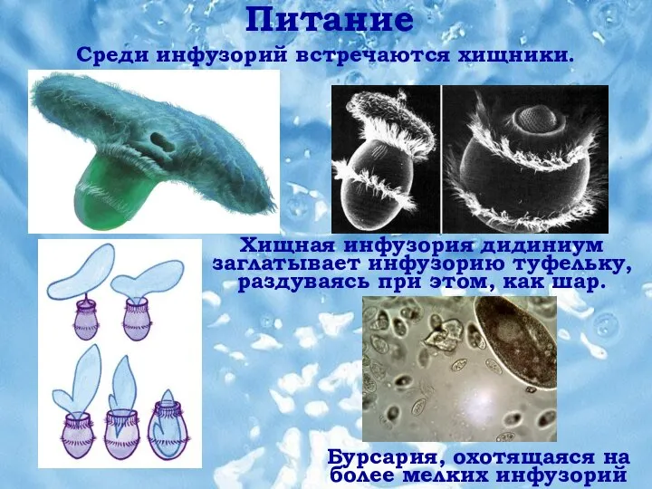 Питание Питание Среди инфузорий встречаются хищники. Хищная инфузория дидиниум заглатывает инфузорию туфельку,
