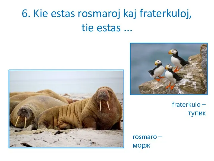 6. Kie estas rosmaroj kaj fraterkuloj, tie estas ... fraterkulo – тупик rosmaro – морж