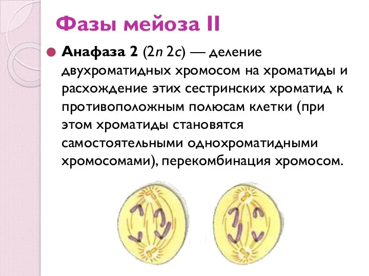 Фазы мейоза II Анафаза 2 (2n 2с) — деление двухроматидных хромосом на