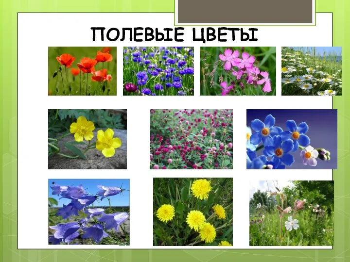 ПОЛЕВЫЕ ЦВЕТЫ