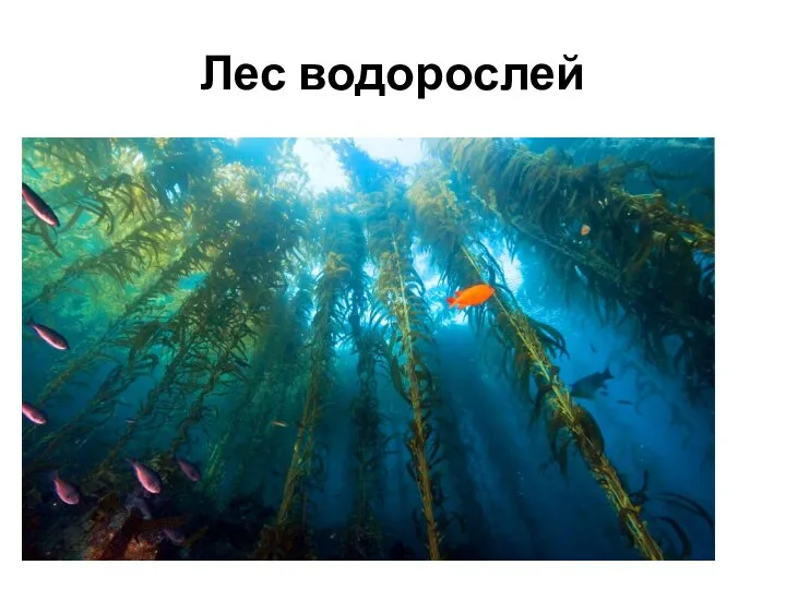 Лес водорослей