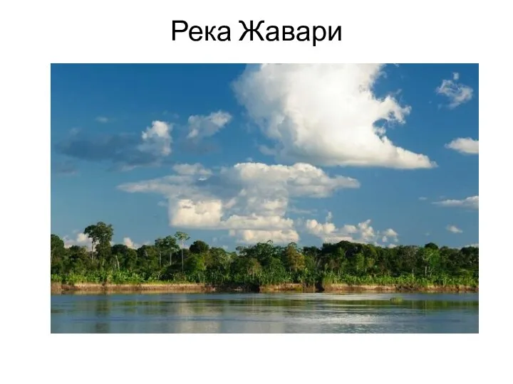 Река Жавари