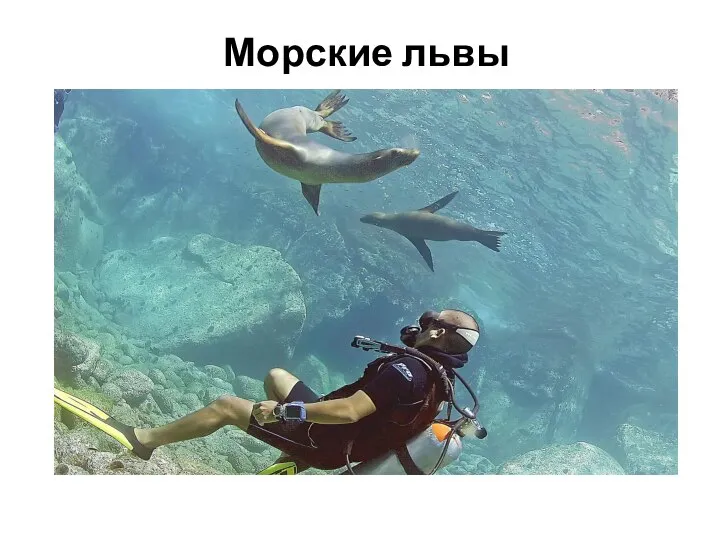 Морские львы