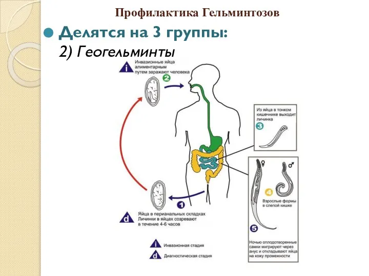 Профилактика Гельминтозов Делятся на 3 группы: 2) Геогельминты