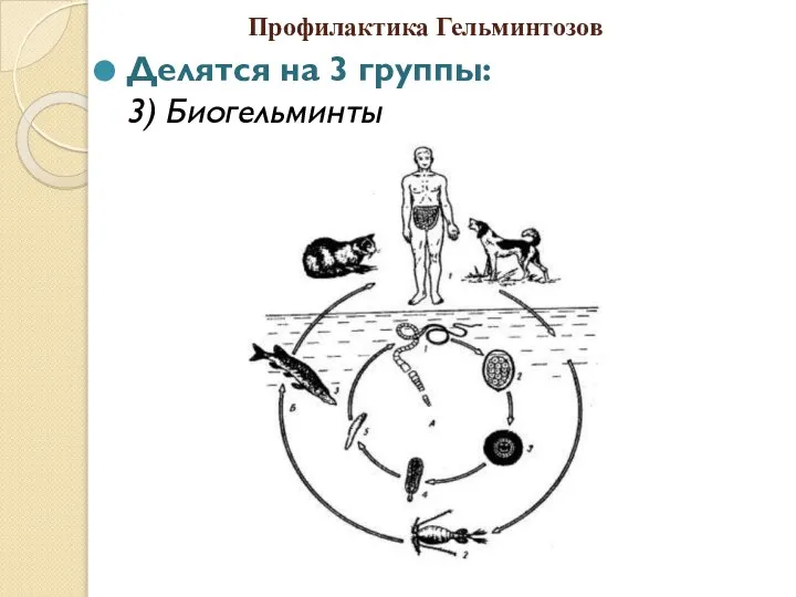 Профилактика Гельминтозов Делятся на 3 группы: 3) Биогельминты