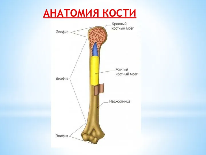 АНАТОМИЯ КОСТИ