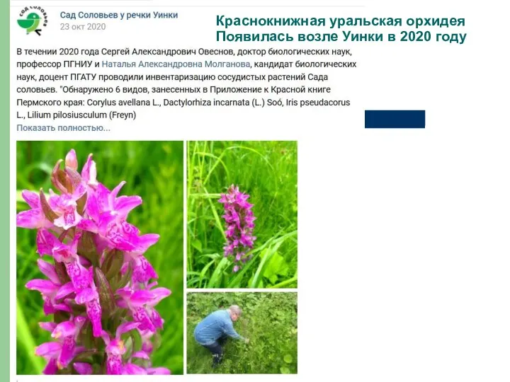 Ремез Ремез Краснокнижная уральская орхидея Появилась возле Уинки в 2020 году