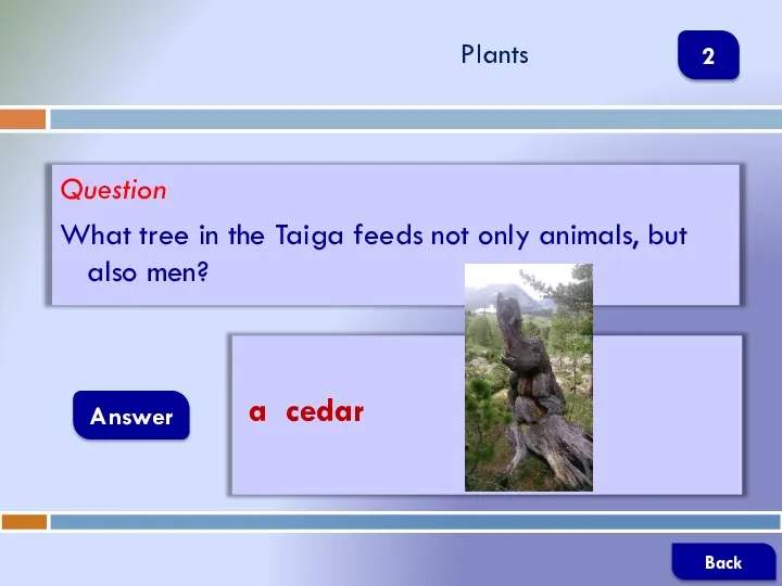 Question What tree in the Taiga feeds not only animals, but also
