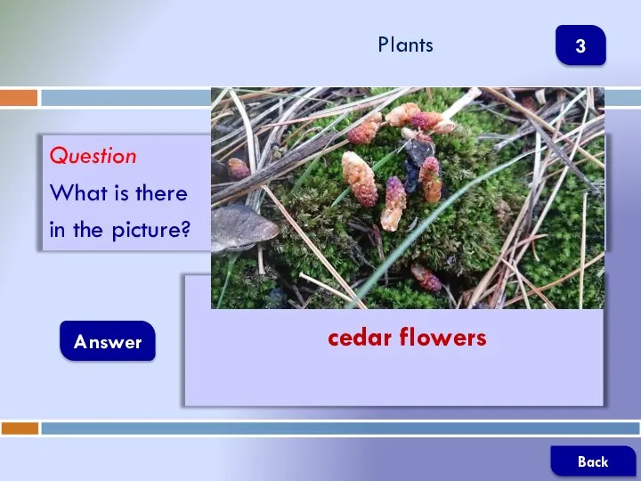 Question What is there in the picture? Answer Plants cedar flowers Back 3