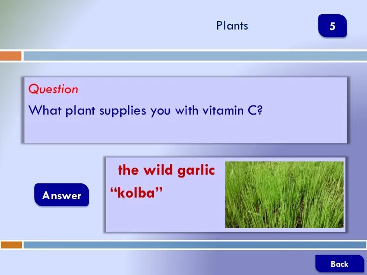 Question What plant supplies you with vitamin C? Answer Plants the wild garlic “kolba” Back 5