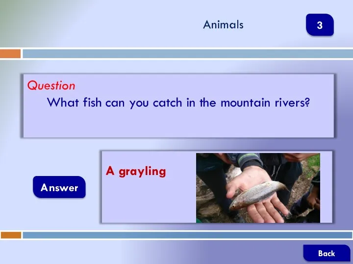 Question What fish can you catch in the mountain rivers? Answer Animals A grayling Back 3