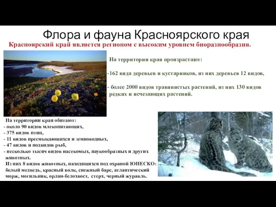 Флора и фауна Красноярского края На территории края произрастают: 162 вида деревьев
