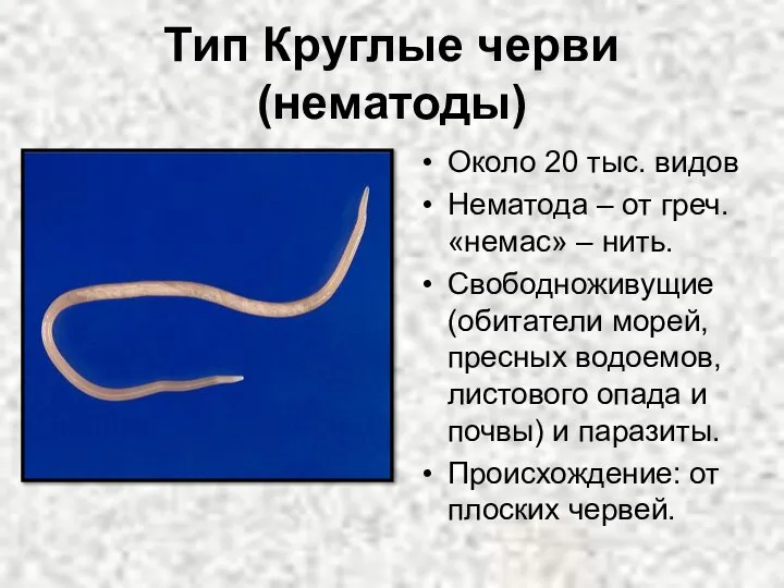 Тип Круглые черви (нематоды) Около 20 тыс. видов Нематода – от греч.