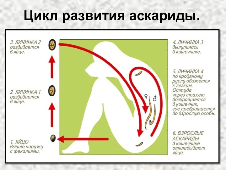 Цикл развития аскариды.