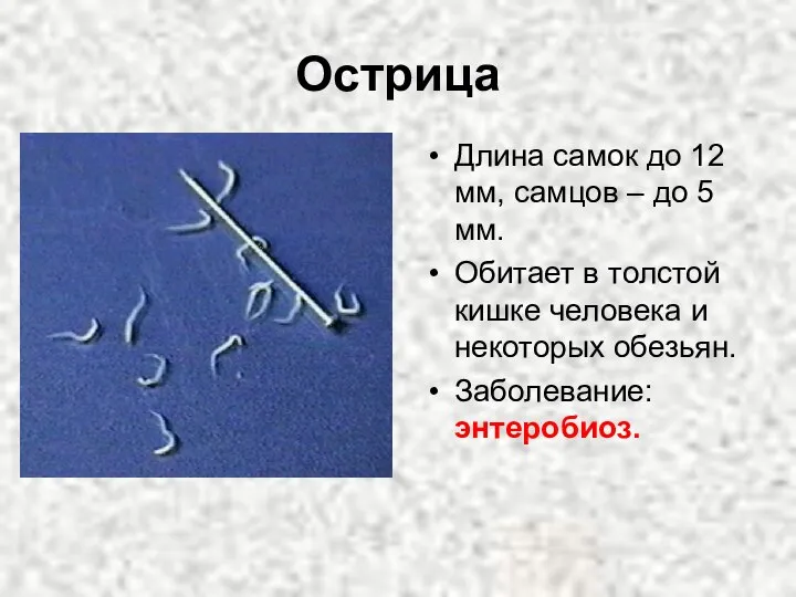 Острица Длина самок до 12 мм, самцов – до 5 мм. Обитает