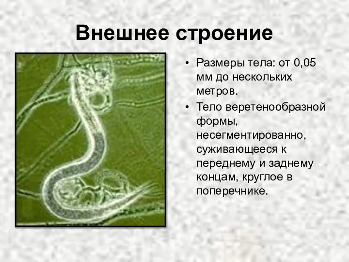 Внешнее строение Размеры тела: от 0,05 мм до нескольких метров. Тело веретенообразной